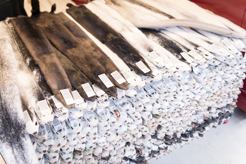 Kopenhagen fur different furs