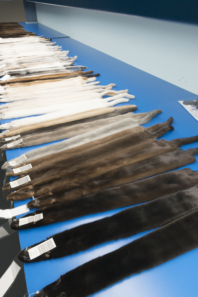 MANY MINK SKINS TYPES