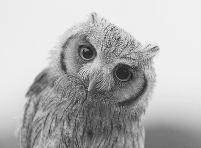 Funny owl