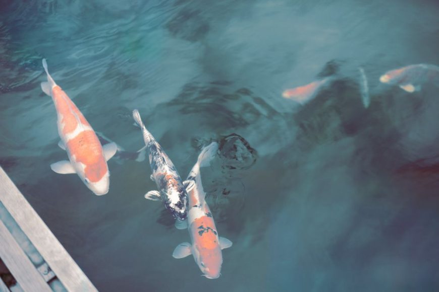 karpe coi bye bye vacation