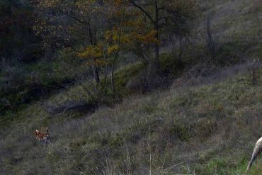 hunting wood dog lady fur