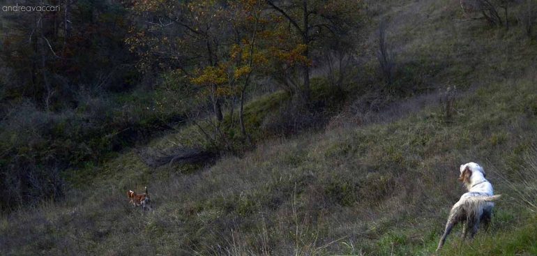 hunting wood dog lady fur