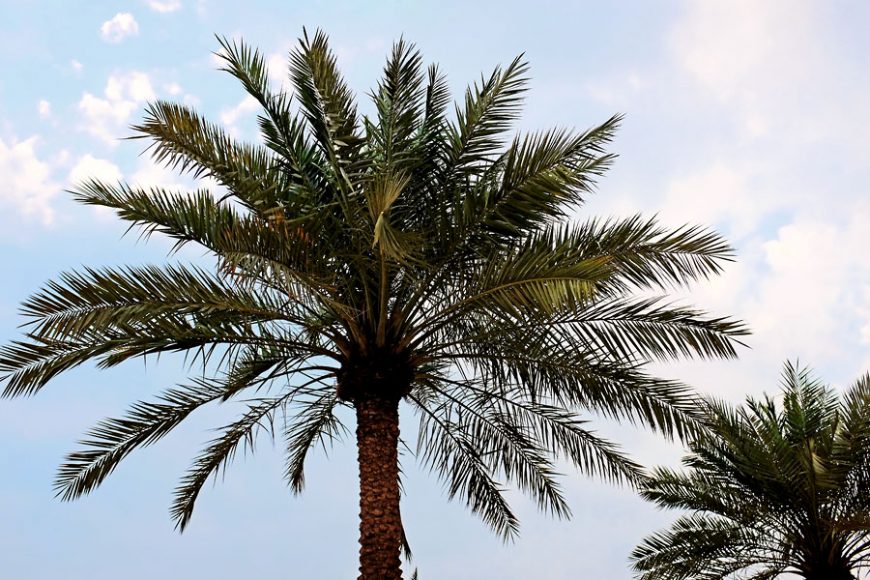 fingerless leather gloves photo16