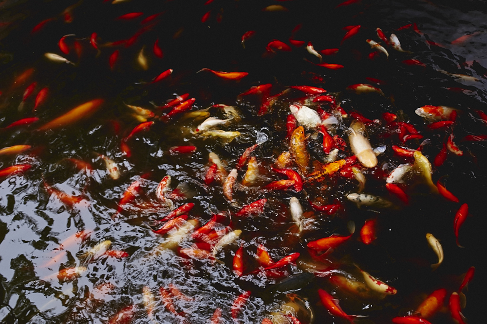 Sable fur giorgio magnani lady fur