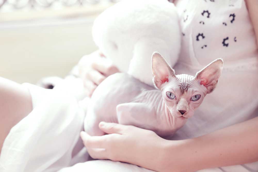 fur toys in real fur hug me by lady fur