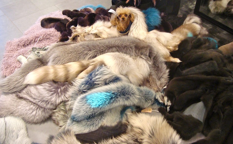 fur clothes